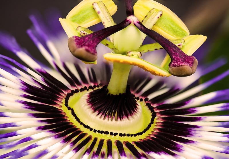 Exotic Dishes