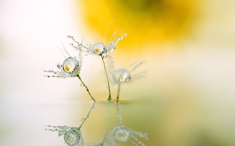 Mindfulness Image